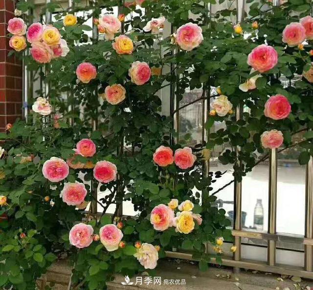盤點30款又香又好看的月季，讓花園香氣迷人又美麗(圖5)