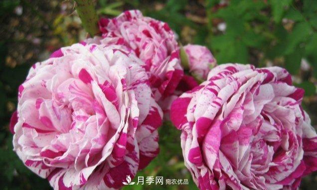盤點30款又香又好看的月季，讓花園香氣迷人又美麗(圖3)