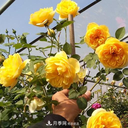 盤點30款又香又好看的月季，讓花園香氣迷人又美麗(圖8)