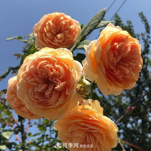 盤點30款又香又好看的月季，讓花園香氣迷人又美麗(圖9)