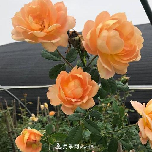 盤點30款又香又好看的月季，讓花園香氣迷人又美麗(圖11)