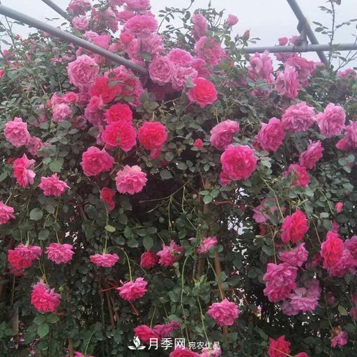 盤點30款又香又好看的月季，讓花園香氣迷人又美麗(圖7)