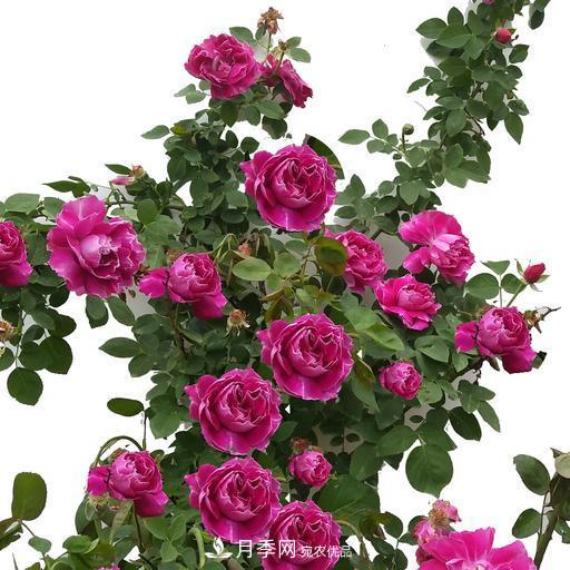 盤點30款又香又好看的月季，讓花園香氣迷人又美麗(圖10)