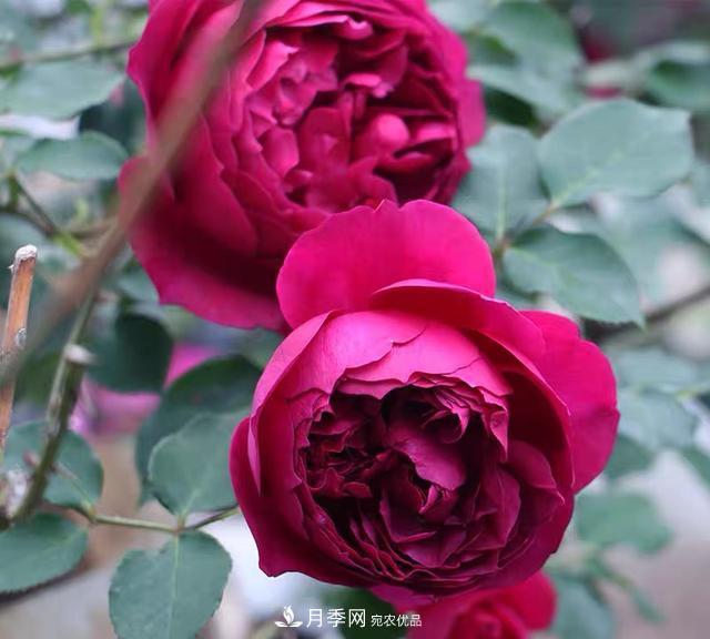 盤點30款又香又好看的月季，讓花園香氣迷人又美麗(圖17)