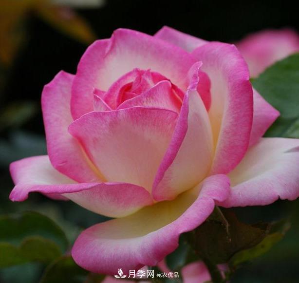 盤點30款又香又好看的月季，讓花園香氣迷人又美麗(圖16)