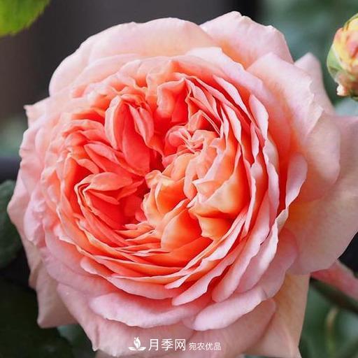 盤點30款又香又好看的月季，讓花園香氣迷人又美麗(圖15)