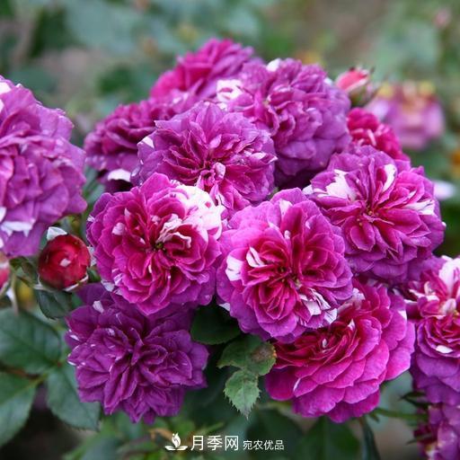 盤點30款又香又好看的月季，讓花園香氣迷人又美麗(圖13)