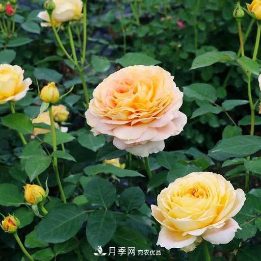 盤點30款又香又好看的月季，讓花園香氣迷人又美麗(圖14)
