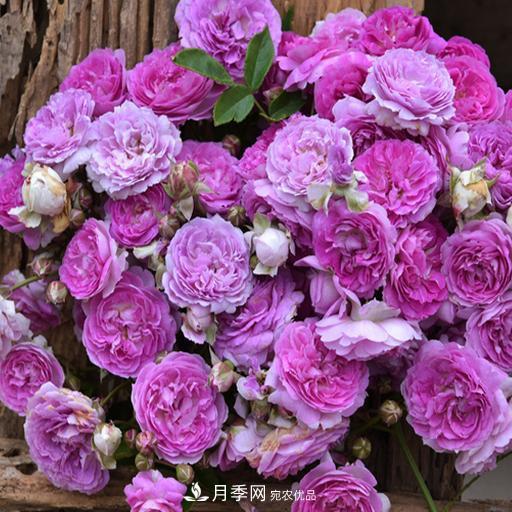盤點30款又香又好看的月季，讓花園香氣迷人又美麗(圖22)