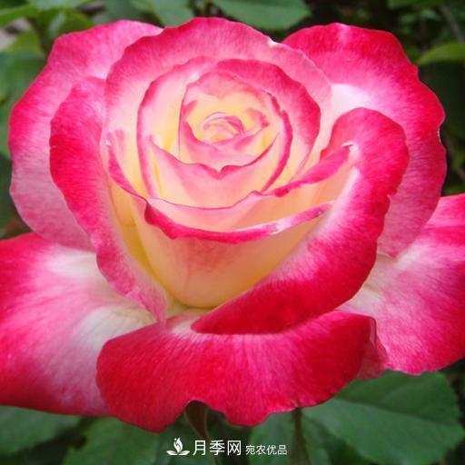 盤點30款又香又好看的月季，讓花園香氣迷人又美麗(圖23)