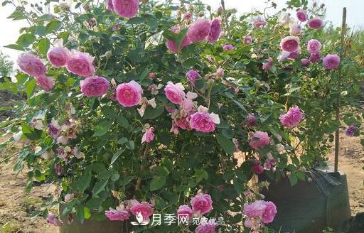 盤點30款又香又好看的月季，讓花園香氣迷人又美麗(圖19)
