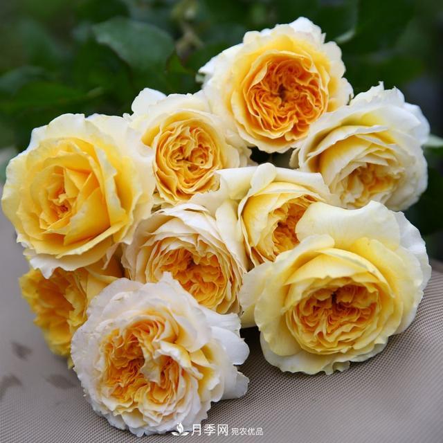 盤點30款又香又好看的月季，讓花園香氣迷人又美麗(圖20)