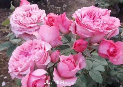 盤點30款又香又好看的月季，讓花園香氣迷人又美麗(圖29)