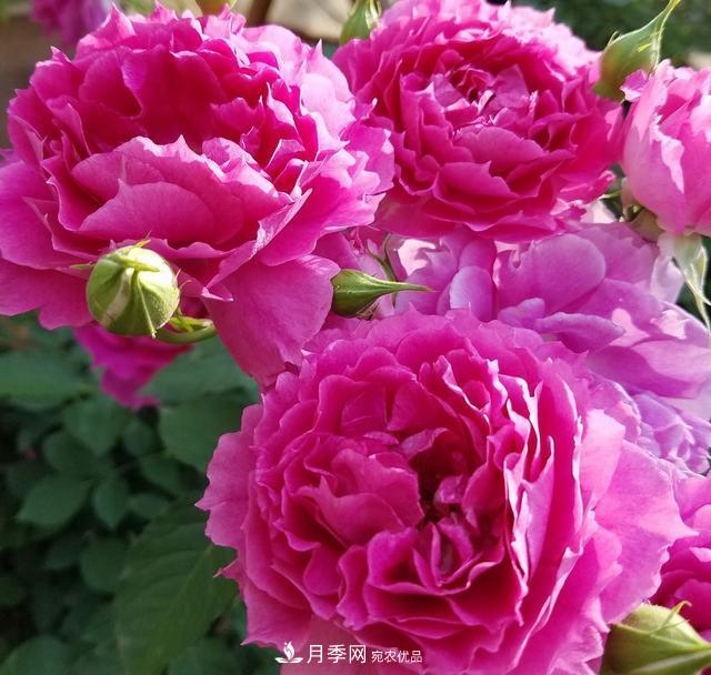 盤點30款又香又好看的月季，讓花園香氣迷人又美麗(圖26)