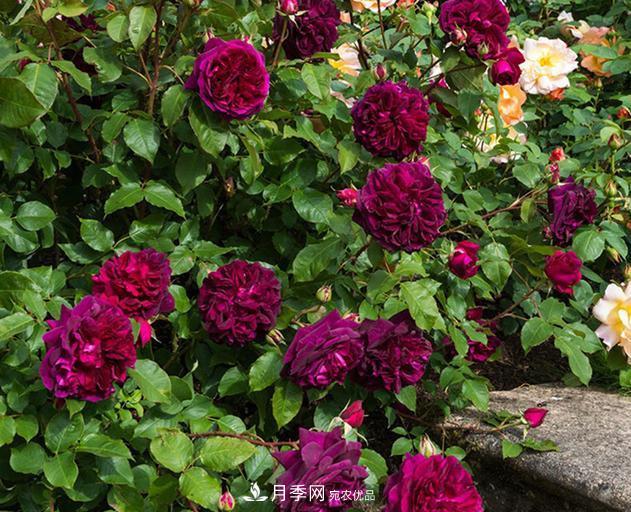 盤點30款又香又好看的月季，讓花園香氣迷人又美麗(圖24)
