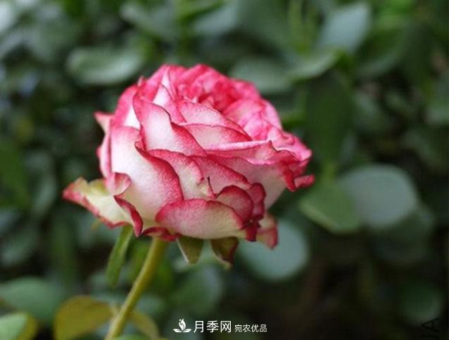 月季為什么老是死掉養(yǎng)不活？十大護(hù)身符趕緊拿走用(圖1)