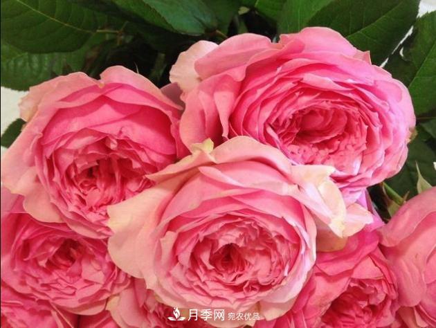 月季為什么老是死掉養(yǎng)不活？十大護(hù)身符趕緊拿走用(圖2)