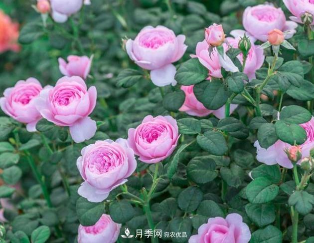 月季為什么老是死掉養(yǎng)不活？十大護(hù)身符趕緊拿走用(圖3)