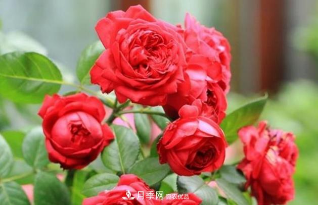 月季為什么老是死掉養(yǎng)不活？十大護(hù)身符趕緊拿走用(圖4)