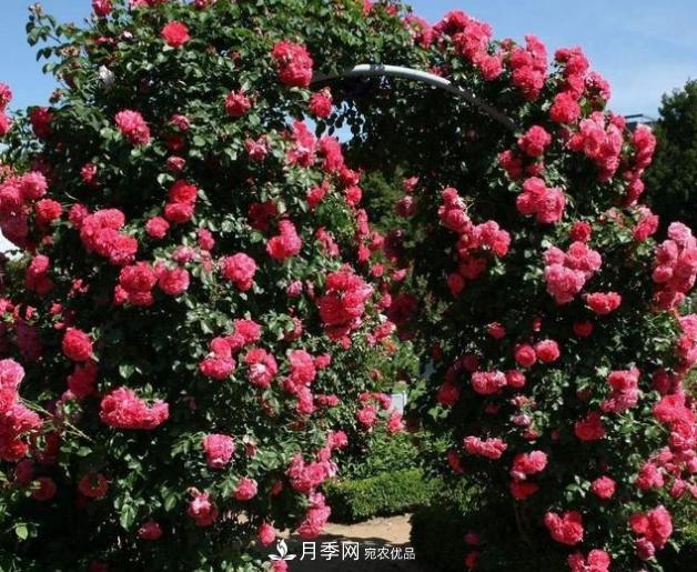 月季為什么老是死掉養(yǎng)不活？十大護(hù)身符趕緊拿走用(圖6)