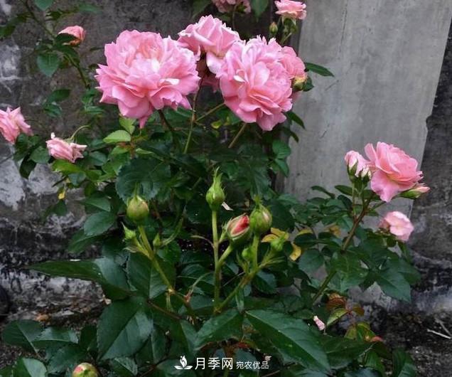 養(yǎng)月季有3個(gè)關(guān)鍵的重點(diǎn)，10天萌發(fā)出新花苞，一年四季都開花(圖4)