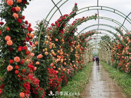 陜西渭南韓城： 把月季做成產業(yè)(圖1)