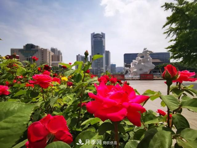 太原將種植月季、玫瑰等花卉百萬(wàn)株 打造玫瑰之城浪漫之都(圖1)