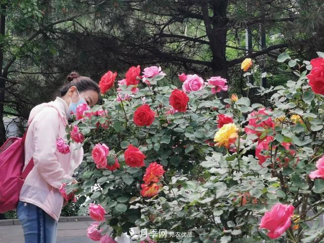 太原將種植月季、玫瑰等花卉百萬(wàn)株 打造玫瑰之城浪漫之都(圖2)