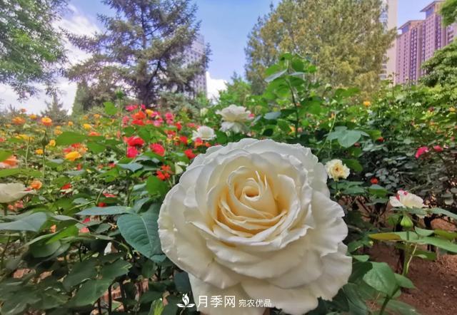 太原將種植月季、玫瑰等花卉百萬(wàn)株 打造玫瑰之城浪漫之都(圖3)