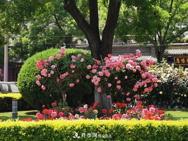 太原將種植月季、玫瑰等花卉百萬(wàn)株 打造玫瑰之城浪漫之都(圖4)