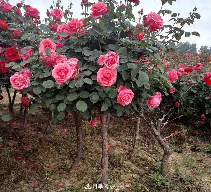 如何用紅龍月季培育原生月季樹？(圖2)