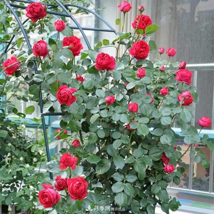 如何用紅龍月季培育原生月季樹？(圖1)