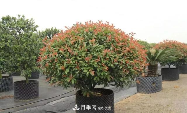 干貨：園林綠化種植技術(shù)17問，你需要掌握苗木知識(圖2)