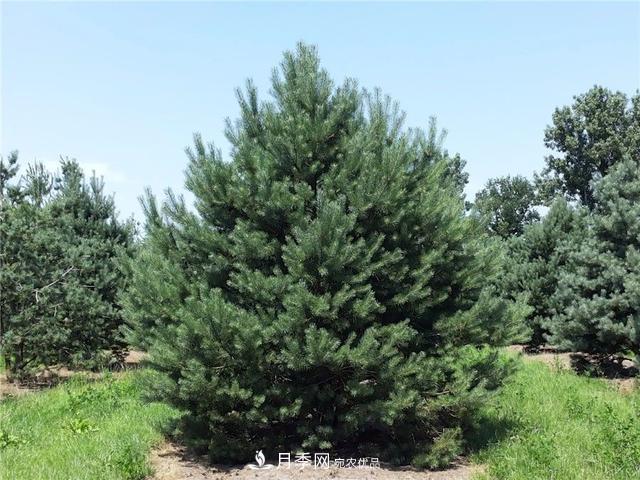 干貨：園林綠化種植技術(shù)17問，你需要掌握苗木知識(圖5)