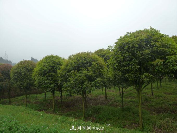造林工程機遇，想賺錢的苗木人千萬別錯過這個機會(圖1)