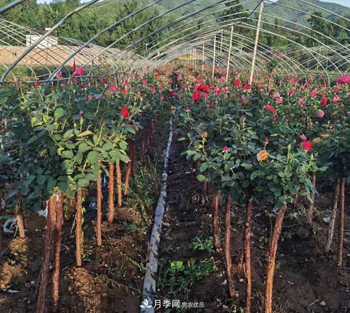 6公分的月季樹市場報價是多少錢，看月季樹基地怎么說(圖6)