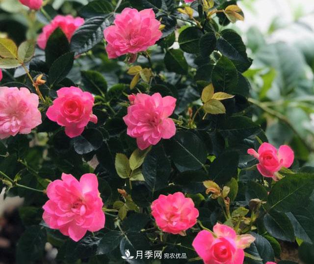 新手買月季花，避開(kāi)這個(gè)坑，不然會(huì)吃虧(圖5)