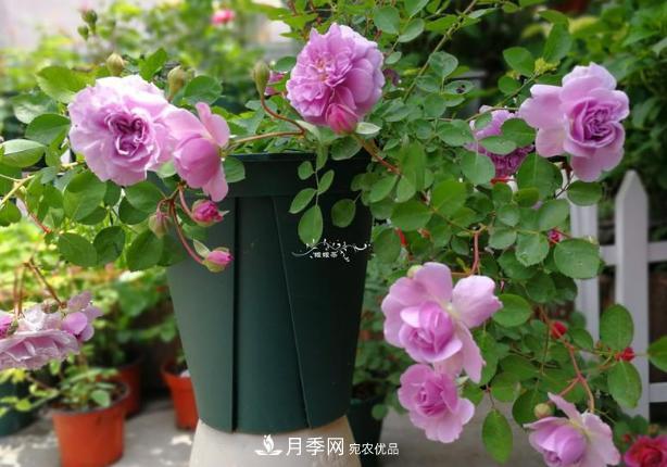 新手買月季花，避開(kāi)這個(gè)坑，不然會(huì)吃虧(圖3)