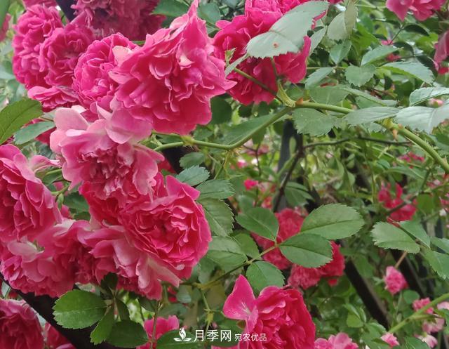 新手買月季花，避開(kāi)這個(gè)坑，不然會(huì)吃虧(圖2)