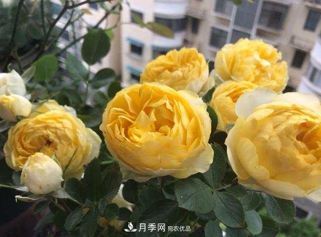 新手買月季花，避開(kāi)這個(gè)坑，不然會(huì)吃虧(圖4)