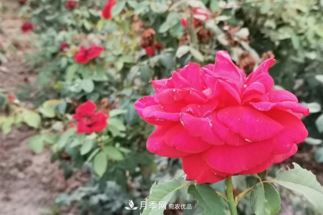 唐山惠豐湖這片月季花海太驚艷，太美了(圖2)