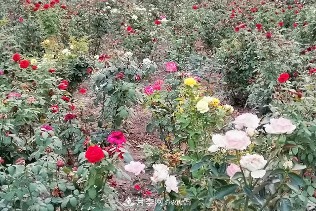 唐山惠豐湖這片月季花海太驚艷，太美了(圖4)