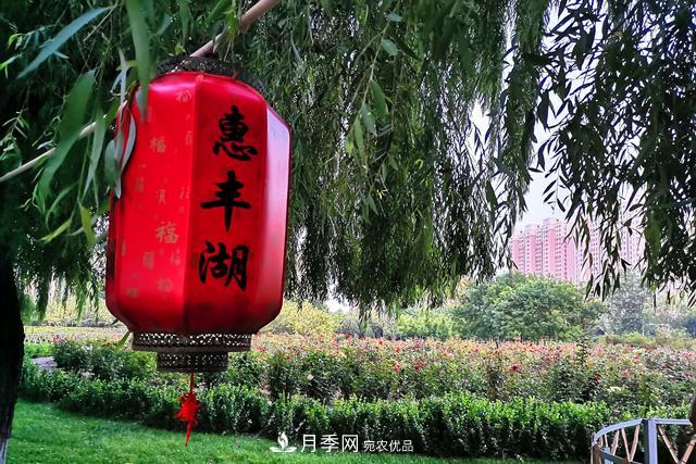 唐山惠豐湖這片月季花海太驚艷，太美了(圖7)