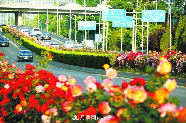驚艷北京月季！250公里“月季項(xiàng)鏈”環(huán)繞京城(圖1)