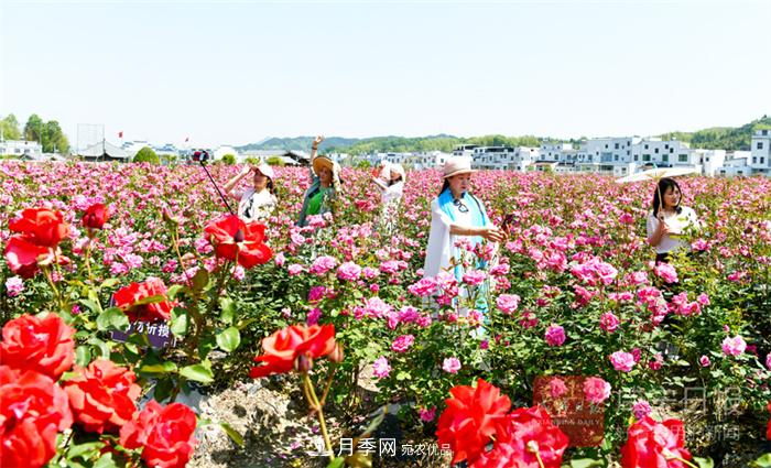湖北咸寧通城月季收獲花經(jīng)濟(圖1)