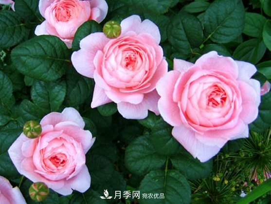春季歐月月季育苗需要注意的什么？(圖1)