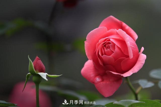 想讓月季不爛根，這些細節(jié)要注意(圖1)