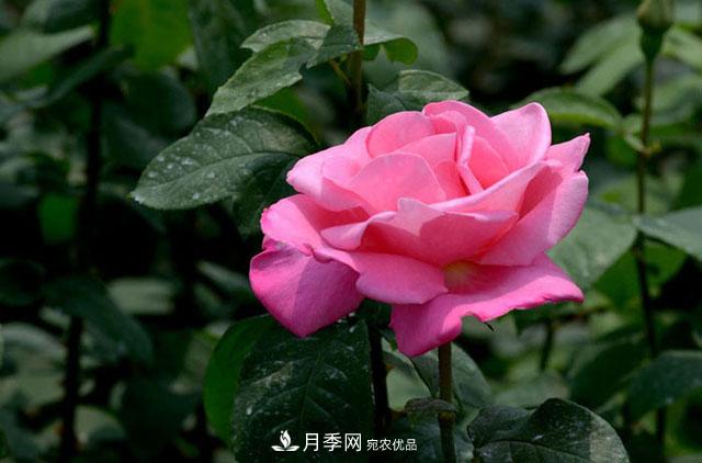 月季換盆知識干貨，快收藏(圖1)