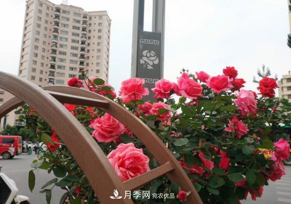 昆明將新增月季大道、櫻花大道，未來打卡地就在西山區(qū)(圖1)
