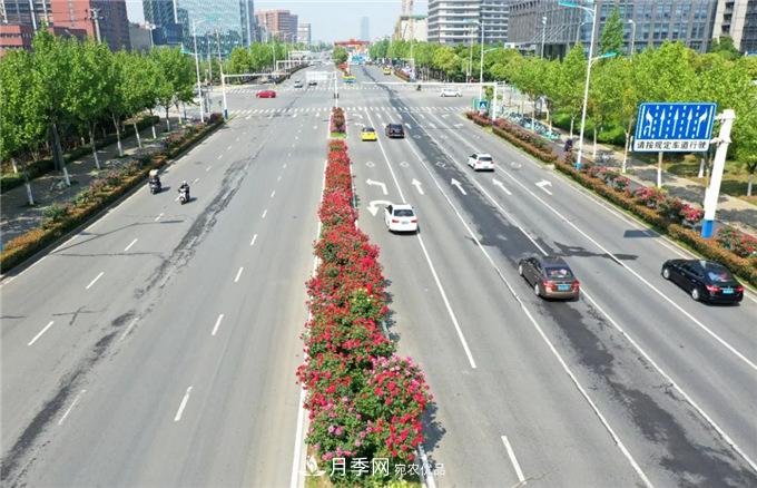 合肥高新區(qū)月季大道華麗亮相，你打卡了嗎？(圖1)